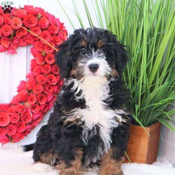 Teddy, Mini Bernedoodle Puppy